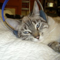 Photo #178933 de Suki