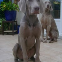 Photo #179021 de Ezekiel
