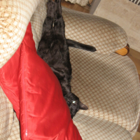 Photo #179110 de Moumousse