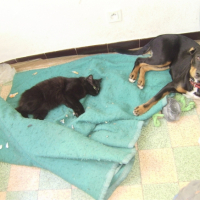 Photo #179176 de Enki