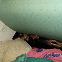 Photo #179188 de Enki