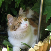 Photo #179215 de Caramelle