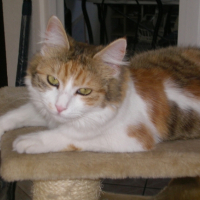 Photo #179216 de Caramelle
