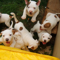 Photo #179224 de Les babys