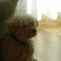 Photo #179300 de Rusty