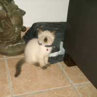 Photo #179312 de Sushi