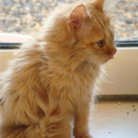 Photo #179317 de Cannelle
