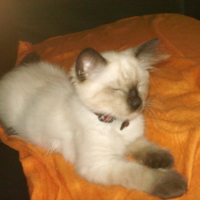 Photo #179318 de Sushi