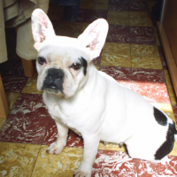 Photo #179321 de Baya