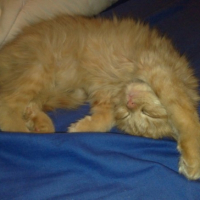 Photo #179327 de Cannelle