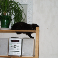Photo #179335 de Capsule