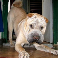 Photo #179373 de Oscar