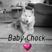 Photo #179374 de Baby chock 