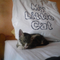 My little cat !!!