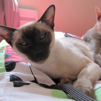 Laisse moi faire la sieste Maman !