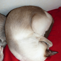 En pleine sieste !!! Chut !