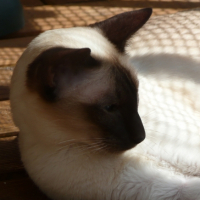 Photo #179410 de Vanille