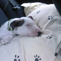 Photo #179415 de Doum