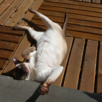 Photo #179416 de Vanille