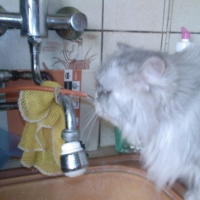 Photo #179425 de Schiva