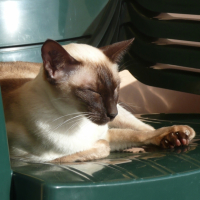 Photo #179427 de Vanille