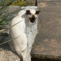 Photo #179433 de Vanille