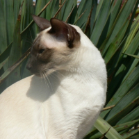 Photo #179437 de Vanille