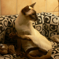 Photo #179442 de Vanille