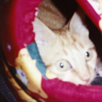 Photo #179445 de Caramel