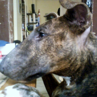 Photo #179450 de Vae