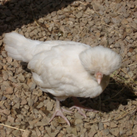 Photo #179453 de Poupoule