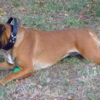 Photo #179494 de Channa