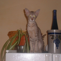 Que se passe t'il ?