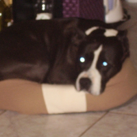 Photo #179544 de Uchka