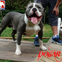 Photo #179563 de Dollar