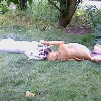 Photo #179697 de Calypso