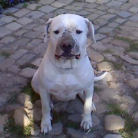 Photo #179700 de Calypso