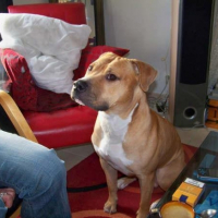 Photo #179715 de Brako