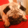 MONSIEUR BOUDE
