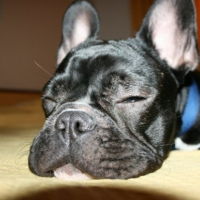 Photo #179801 de Dimsy
