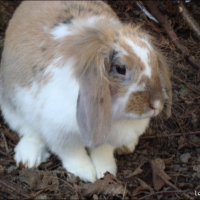 Photo #179837 de Noisette
