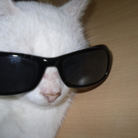 Photo #179847 de Blanco