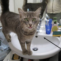 Photo #179852 de Peach