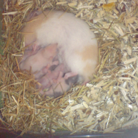 Photo #179883 de Poupougne