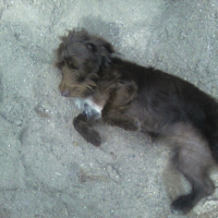 Photo #179884 de Vodka