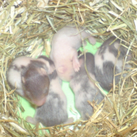 Photo #179886 de Poupougne