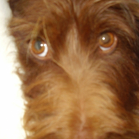 Photo #179890 de Vodka