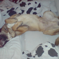 Photo #179895 de Enzo
