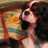 Photo #179909 de Lord