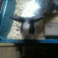 Photo #179923 de Rocky